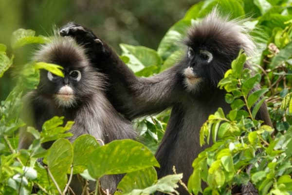 The Habitat Penang Hill